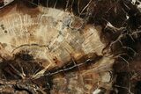 Beautiful Petrified Wood (Araucaria) Round - Madagascar #327323-1